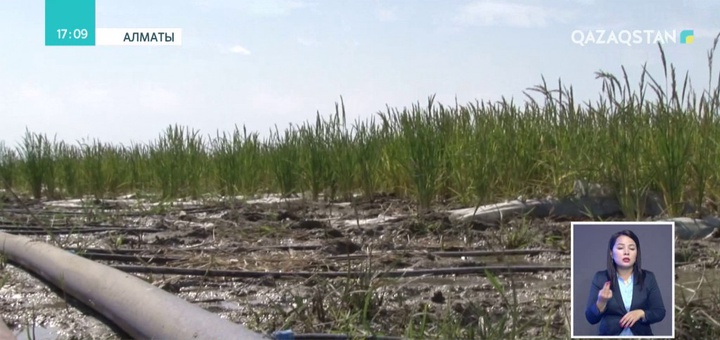 Күріш алқабын тамшылатып суғару өнімді 2 есеге арттырды