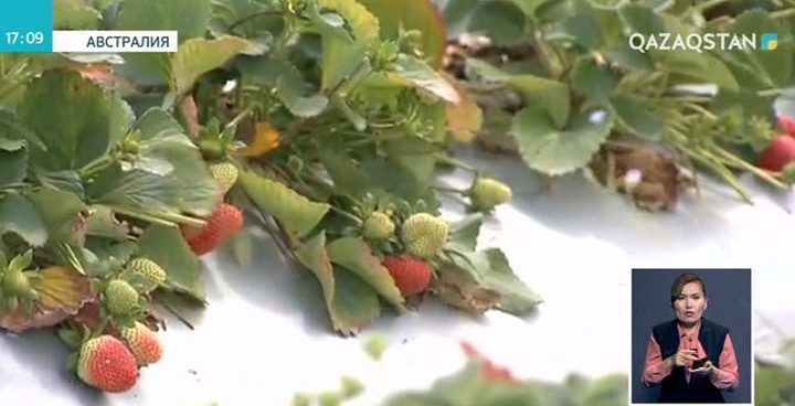 Австралияда жемістерден ине табылды