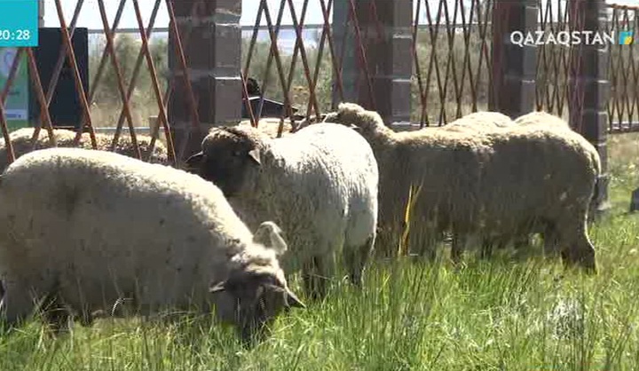 Алматы облысында алғаш рет асыл тұқымды қошқарларды іріктеген чемпионат өтті