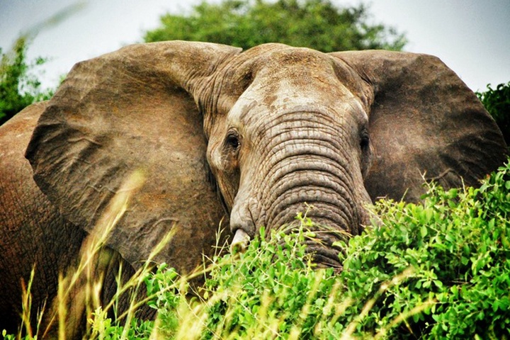 Сафариде жүрген Арнольд Шварценеггердің көлігіне піл шабуылдады 