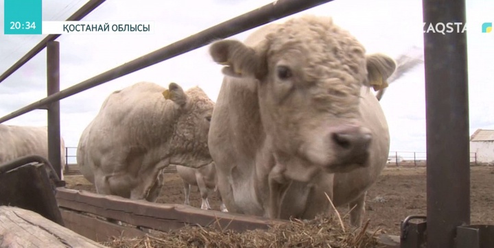 Биыл Қостанай облысының шаруалары шетелден 1850 бас асылтұқымды ірі қара сатып алмақ