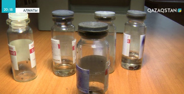 Алматыда 4 адамды кене шақты