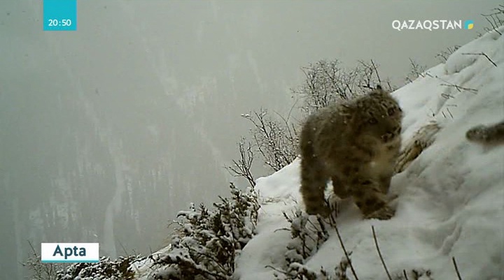 Қар барысының тағдыры алаңдатады