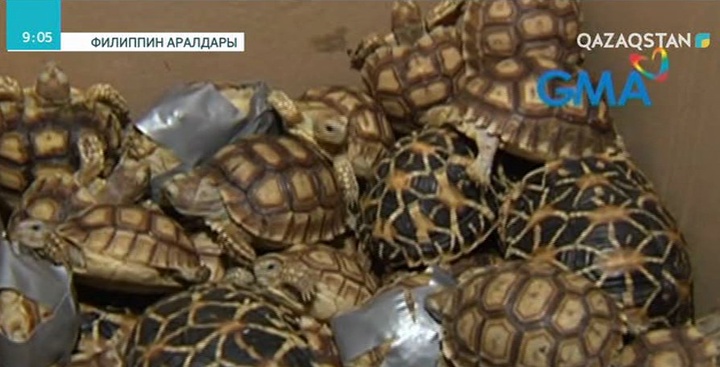 Филиппин аралдарында 1500-ден астам тасбақа тәркіленді