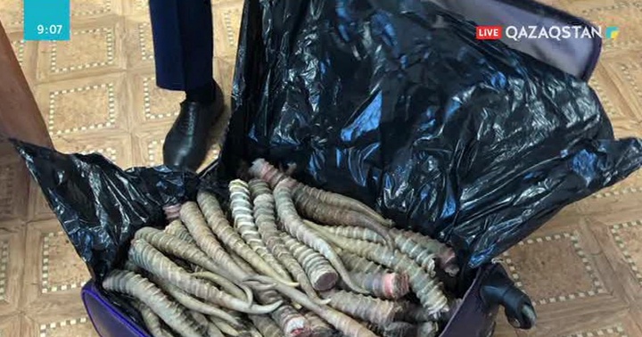 Батыс Қазақстанда шекарадан киік мүйізін алып өтпекші болған Өзбекстан азаматы ұсталды