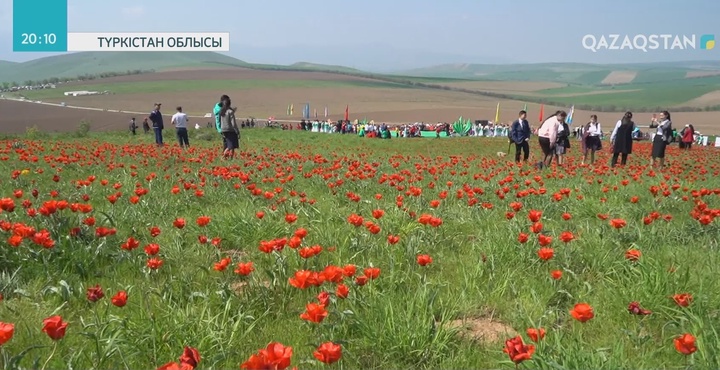 Түркістан облысында қызғалдақ фестивалі басталды