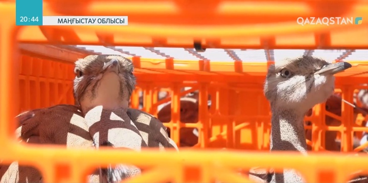 Біріккен Араб Әмірліктерінен әкелінген 600 дуадақ Маңғыстау қорықтарына жіберілді