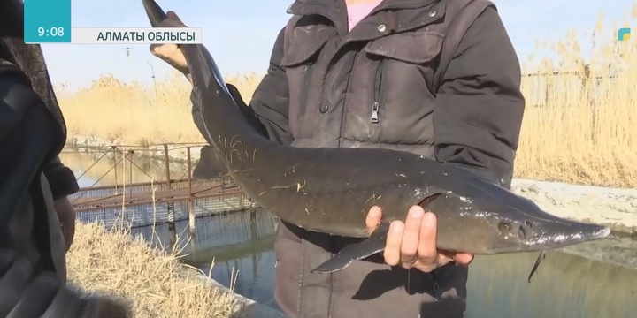 Алматы облысында балық шаруашылығы жанданып келеді