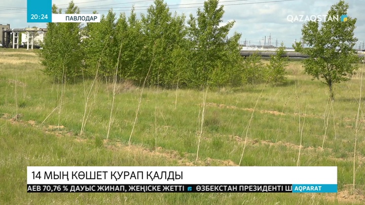 Павлодарда 14 мың көшет қурап қалды