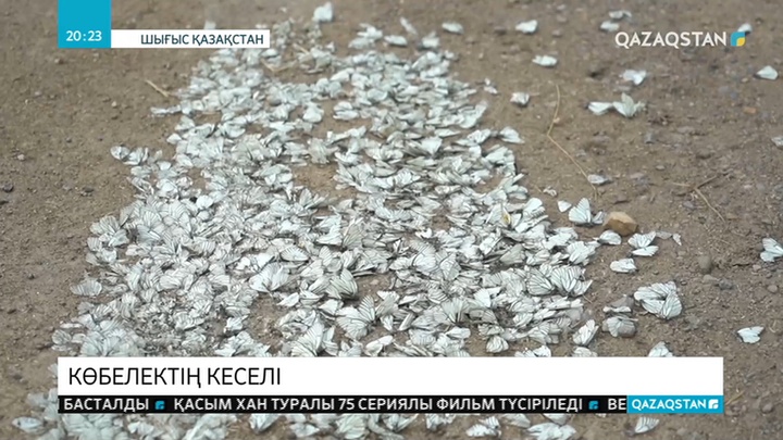 Тарбағатай тауларының етегіндегі ауылдар мен егіс алқаптарын көбелек басып кеткен