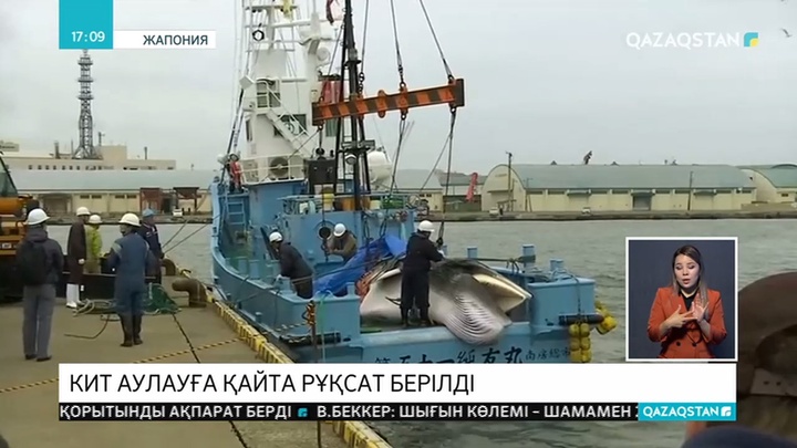 Жапонияда 31 жылдан бері алғаш рет киттерді коммерциялық мақсатта аулауға рұқсат берілді