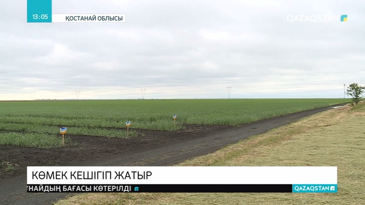 Қостанайлық шаруалар элиталық тұқымды Ресейден тасуға мәжбүр