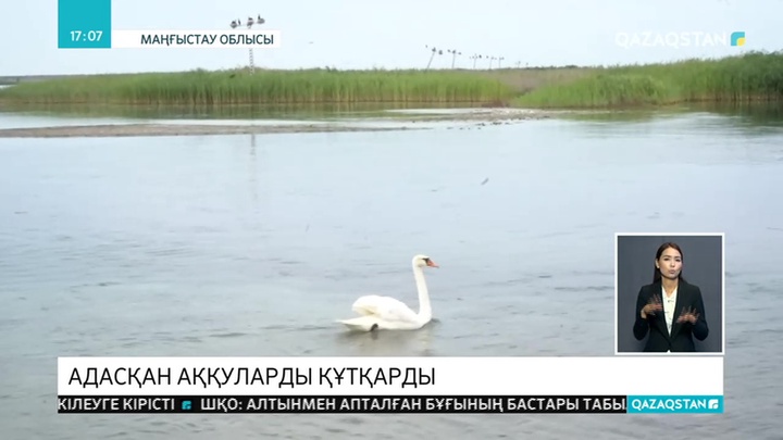 Маңғыстауда шөл далада адасқан аққулар табылды