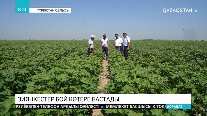 Түркістан облысында 3 жарым мың гектар мақта алқабына зиянкестердің тұқымы таралып үлгерген