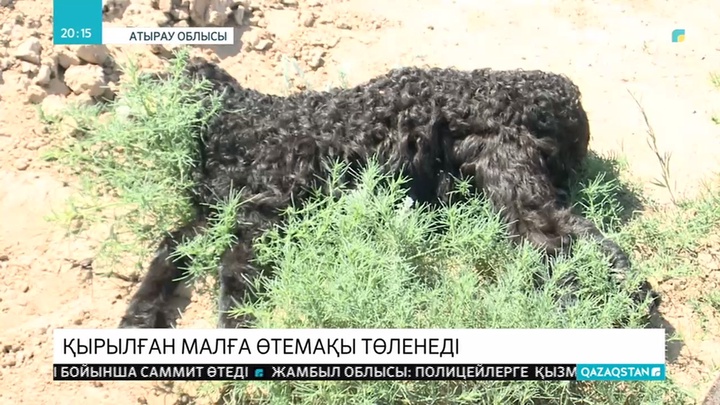 Қауіпті жұқпалы аурудан қырылған малға мемлекеттен өтемақы төленетін болды