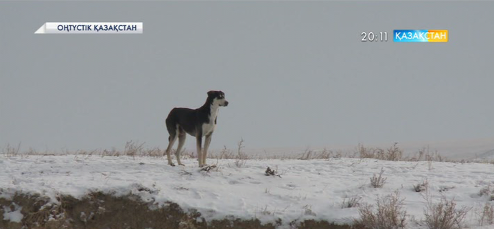 Түз тағысы төрт түлікті қырып барады