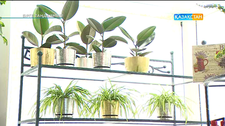 Бөлме гүлдерін күту жолдары (ВИДЕО)