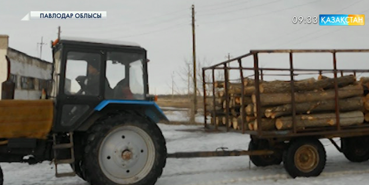 Павлодарда орманды отаған орманшы ұсталды