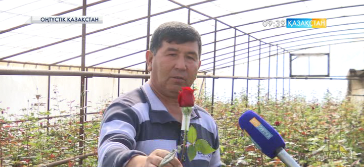 Қазығұрт ауданының Тұрбат ауылында жылыжайға егілген  раушан гүлдер бүршік ата бастады