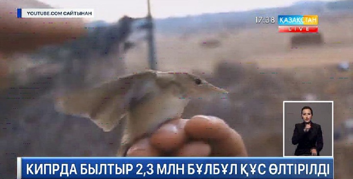 Кипрда былтыр 2,3 млн. бұлбұл құс өлтірілді