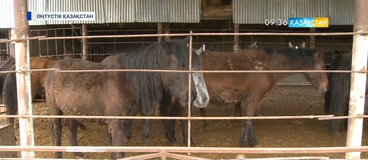 ОҚО-да 22 жылқыны  жайылымда жүрген жерінен ұрлап әкеткен барымташылар ұсталды