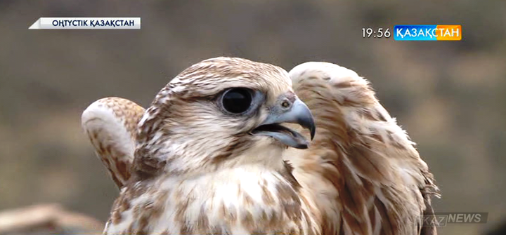 Оңтүстік Қазақстан облысында браконьерлік жолмен ауланған  23 ителгі еркіндікке жіберілді