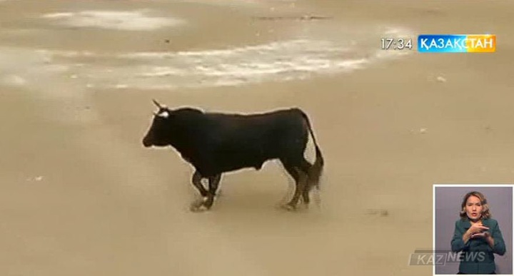 Перудің Пуно қаласында коррида кезінде бұқа мінбеге шығып кетті