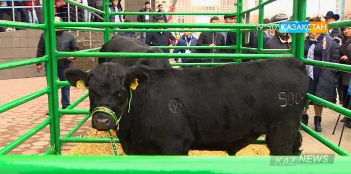 Астанада асыл тұқымды малдар аукционы өтті