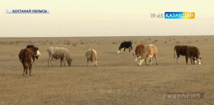 Қостанай облысында мал шаруашылығы қиындыққа тап болып отыр