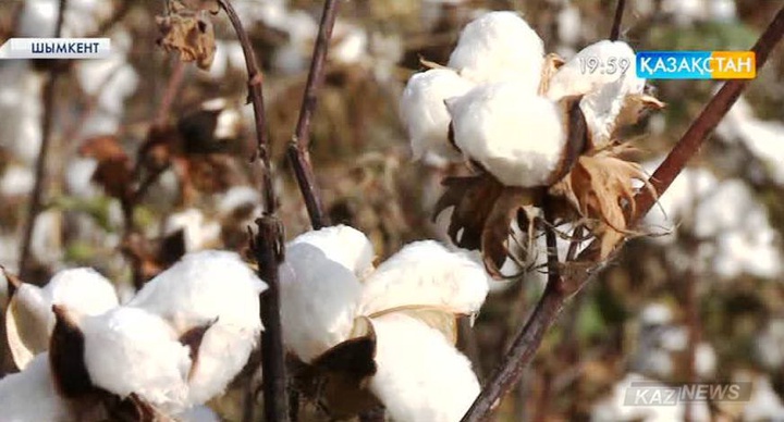 Ауа райының қолайсыздығы жиын-терім жұмыстарына әсер етті