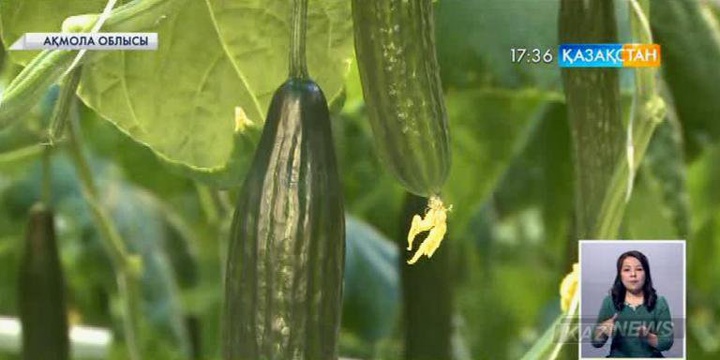 Степногор қаласындағы жылыжай кешенінде жаңаша әдіспен көкөніс өсіріліп одан мол өнім алынуда