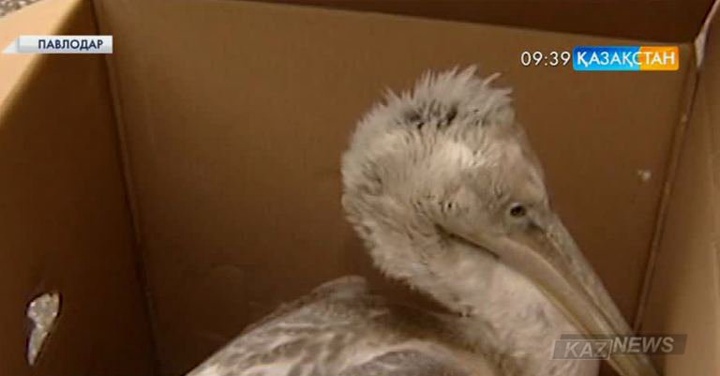 Жаралы бірқазан күтімге алынды