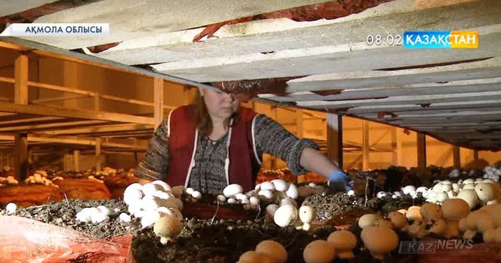 Саңырауқұлақ өсірудің қыр-сыры көп