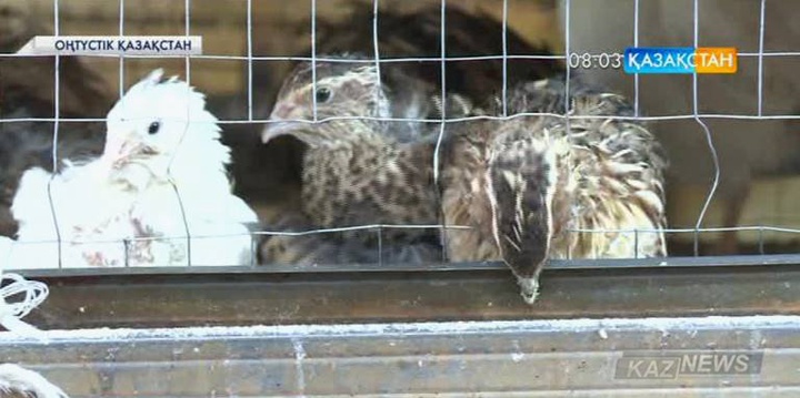 Шардара қаласының тұрғыны Марат Жұматаев бөдене өсіруді отбасылық кәсіпке айналдырған