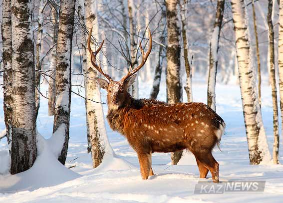 Бұғылар «мінез» көрсете бастады