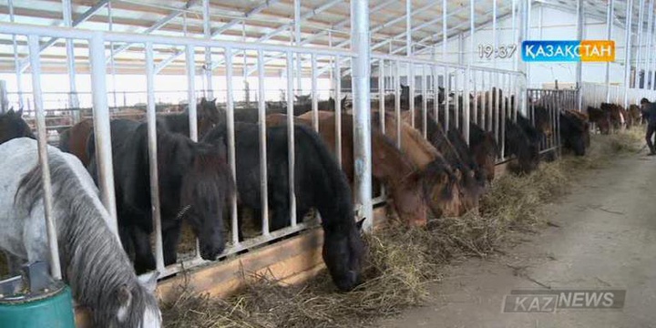 Осакаров ауданында бие сүті ұнтақ күйде өндірілуде