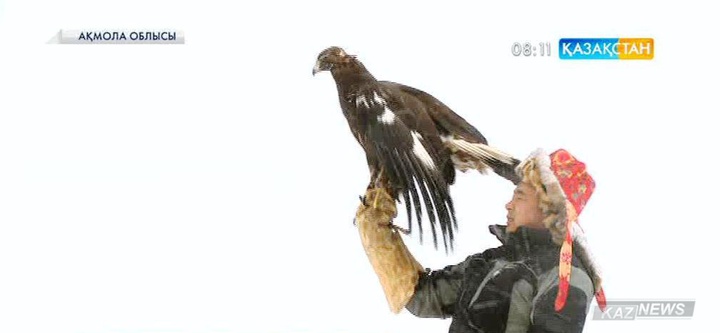 Қояндыда республикалық бүркітшілер турнирі өтуде