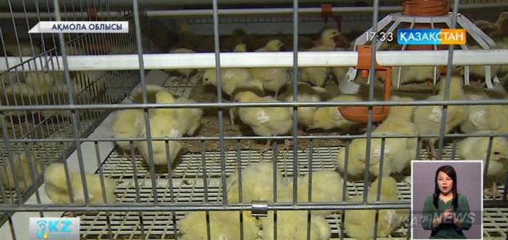 Ақмола құс фабрикасы екі жылдан кейін  Астананы 20 мың тонна тауық етімен қамтамасыз етеді