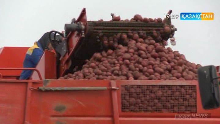Қазақстан 20 миллион тонна астық жинады