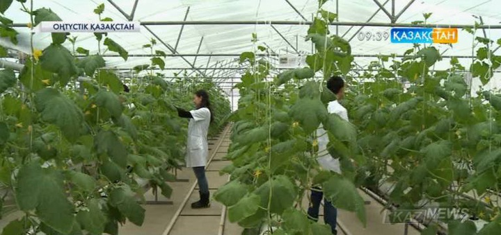 Оңтүстік Қазақстан облысындағы 24 колледжде сабақ дуальді оқыту жүйесі бойынша  өткізіледі