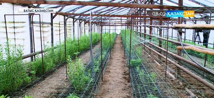 Оралдық кәсіпкерлер «Аға сеньорлар» жобасының игілігін көре бастады