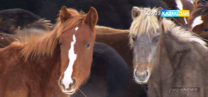 Әли Бектаев:  Қазақстанның Ресей мен Қытайға мал етін экспорттау арқылы 5 млрд АҚШ доллары көлемінде пайда табуына мүмкіндік бар