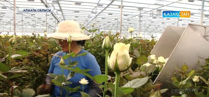 Биыл Алматы облысындағы жылыжайлардың саны 448-ге жетті