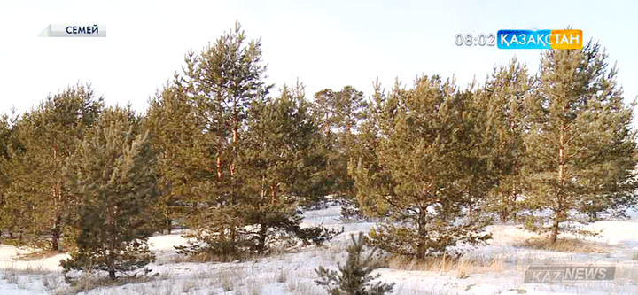 Семейлік орманшылар шыршаны заңсыз кесетіндерге бақылауды күшейтті