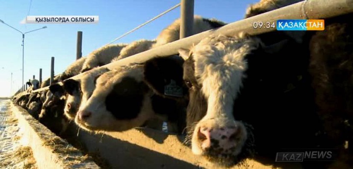 Қызылордада ет кластерін дамытуға ерекше мән беріліп келеді