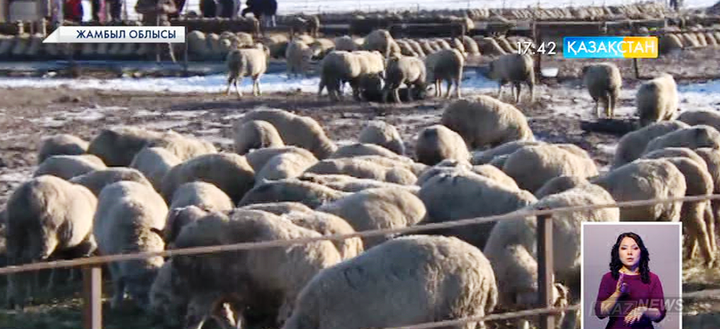 Жамбыл облысында он мың орындық мал бордақылау алаңы ашылады