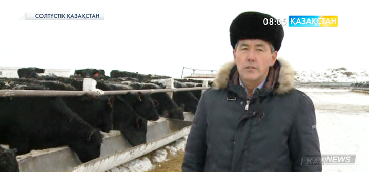 Солтүстік Қазақстан облысында мал шаруашылығы  қарқынды дамып келеді