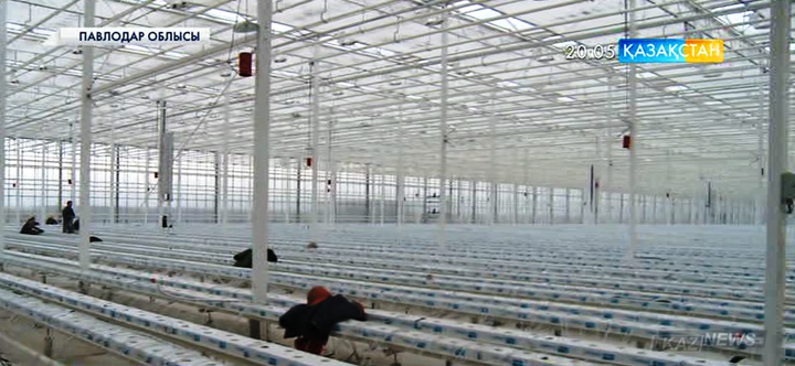 Екібастұзда раушан гүлдерін өсіретін жылыжай ашылды