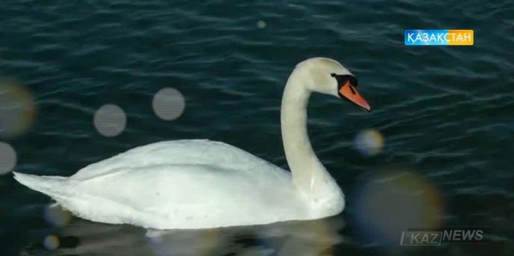 Каспийге аққулар қыстап жатыр (БЕЙНЕБАЯН)