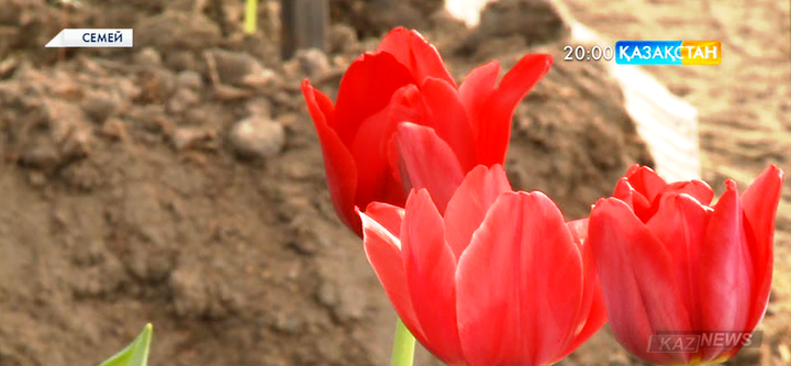 Семейлік кәсіпкер қысы қатал өңірде ерекше кәсіпті қолға алды